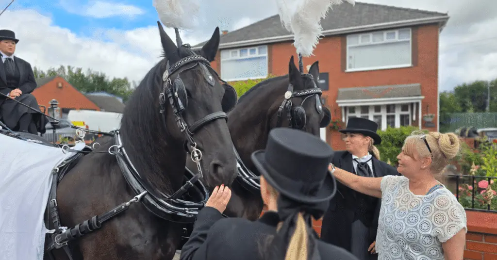 Image shows two black horses dressed up ready to draw the carriage for Wigan Business awards sponsors Vartys Funeral Directors